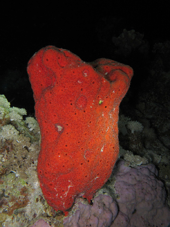  Pione vastifica (Red Boring Sponge)